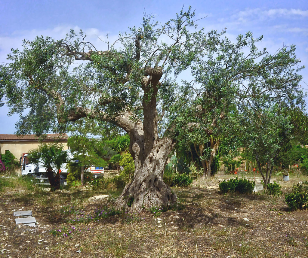 old-olivetree-size